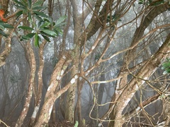Rhododendron formosanum