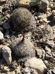 Coryphantha echinus