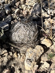Coryphantha echinus