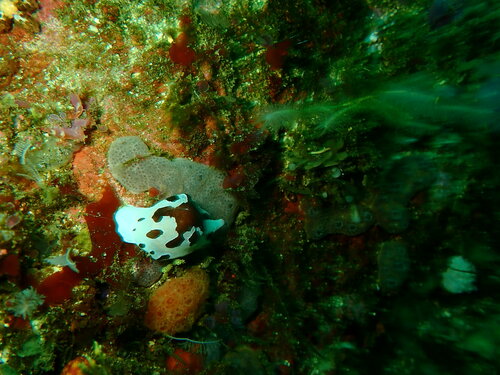 Trivia ovulata observed 2022-12-13