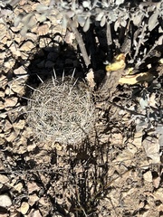 Coryphantha echinus