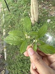 Alternanthera ficoidea