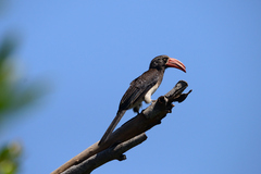 Lophoceros alboterminatus