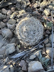Coryphantha echinus