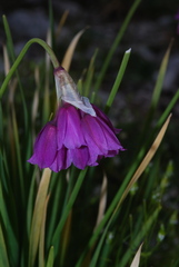 Allium insubricum