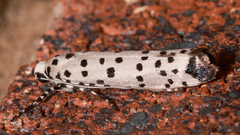Yponomeuta internellus