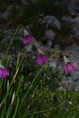 Allium insubricum