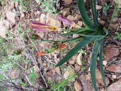 Sparaxis grandiflora