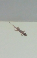 Hemidactylus mabouia