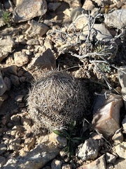 Coryphantha echinus