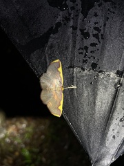 Nothomiza flavicosta