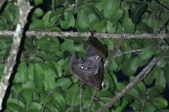 Hypsignathus monstrosus