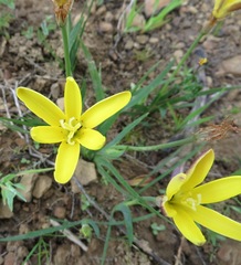 Sparaxis grandiflora