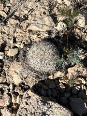 Coryphantha echinus