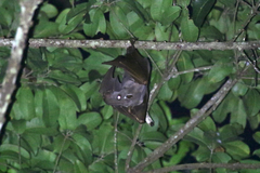 Hypsignathus monstrosus