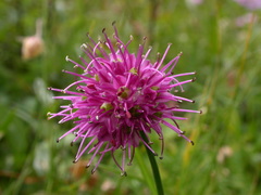 Allium kermesinum