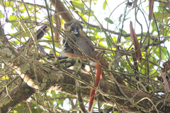 Cercopithecus cephus