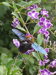 Xylocopa flavorufa