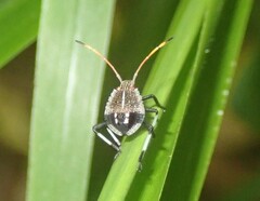 Pentatominae