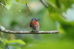 Platysteira castanea