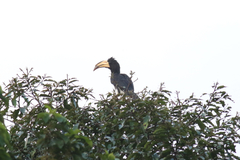 Lophoceros fasciatus