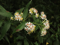 Aster taiwanensis