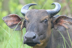 Syncerus caffer nanus