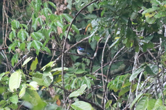 Anthreptes aurantius