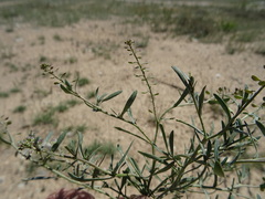 Lepidium