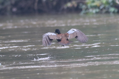 Pteronetta hartlaubii