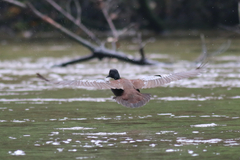 Pteronetta hartlaubii
