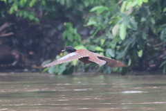 Pteronetta hartlaubii