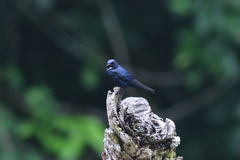 Hirundo nigrita