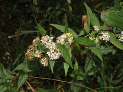 Aster taiwanensis