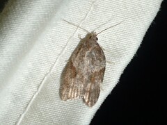 Acleris