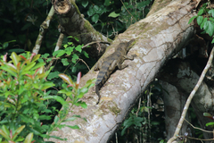 Mecistops leptorhynchus