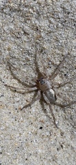 Allocosa