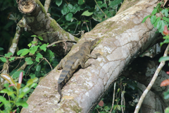 Mecistops leptorhynchus