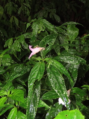 Impatiens uniflora