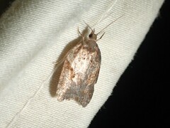 Acleris