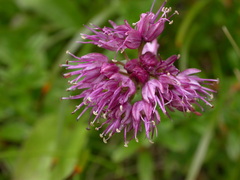 Allium kermesinum