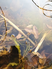 Potamogeton wrightii