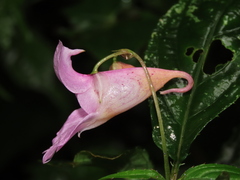 Impatiens uniflora