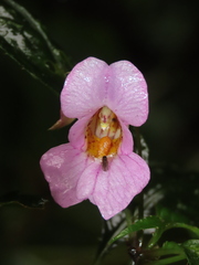 Impatiens uniflora