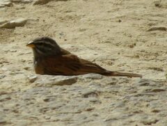 Emberiza sahari