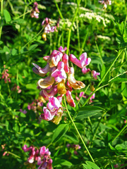 Lathyrus niger