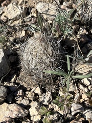 Coryphantha echinus