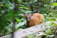 Cephalophorus nigrifrons