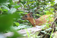 Cephalophorus nigrifrons