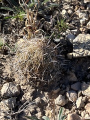 Coryphantha echinus